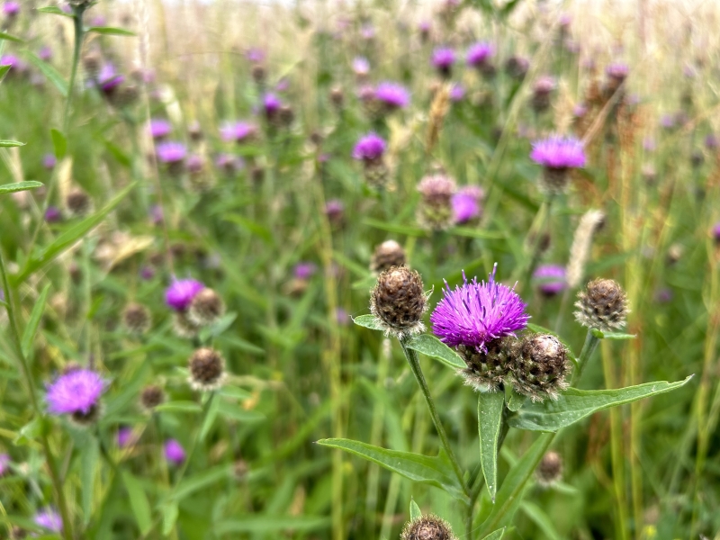 Gorse Hill Nature Reserve